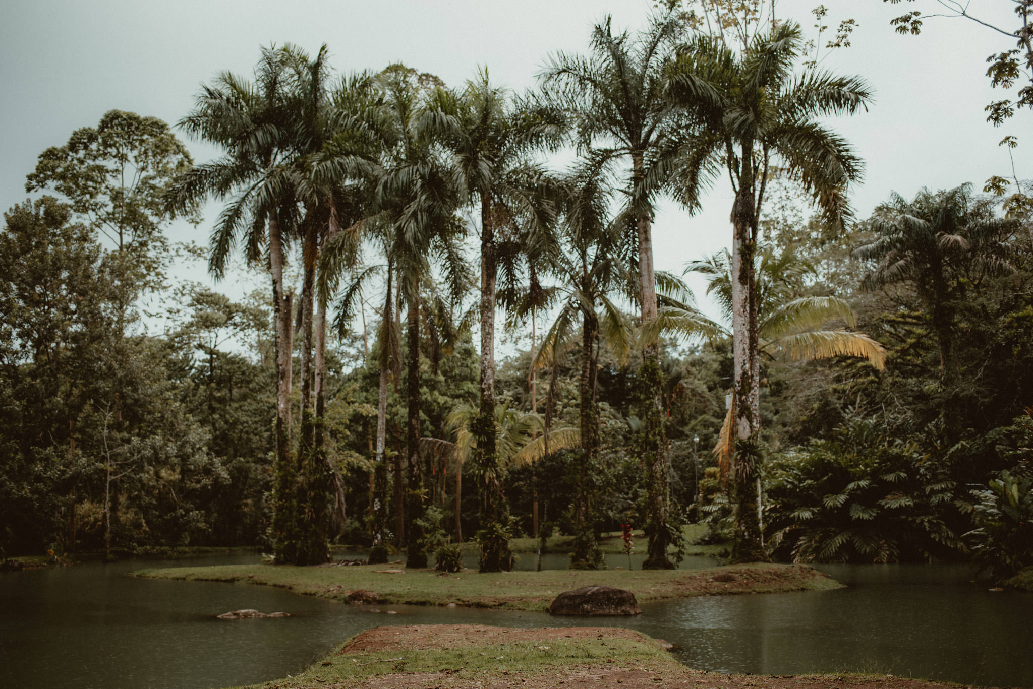 Costa Rica Trees