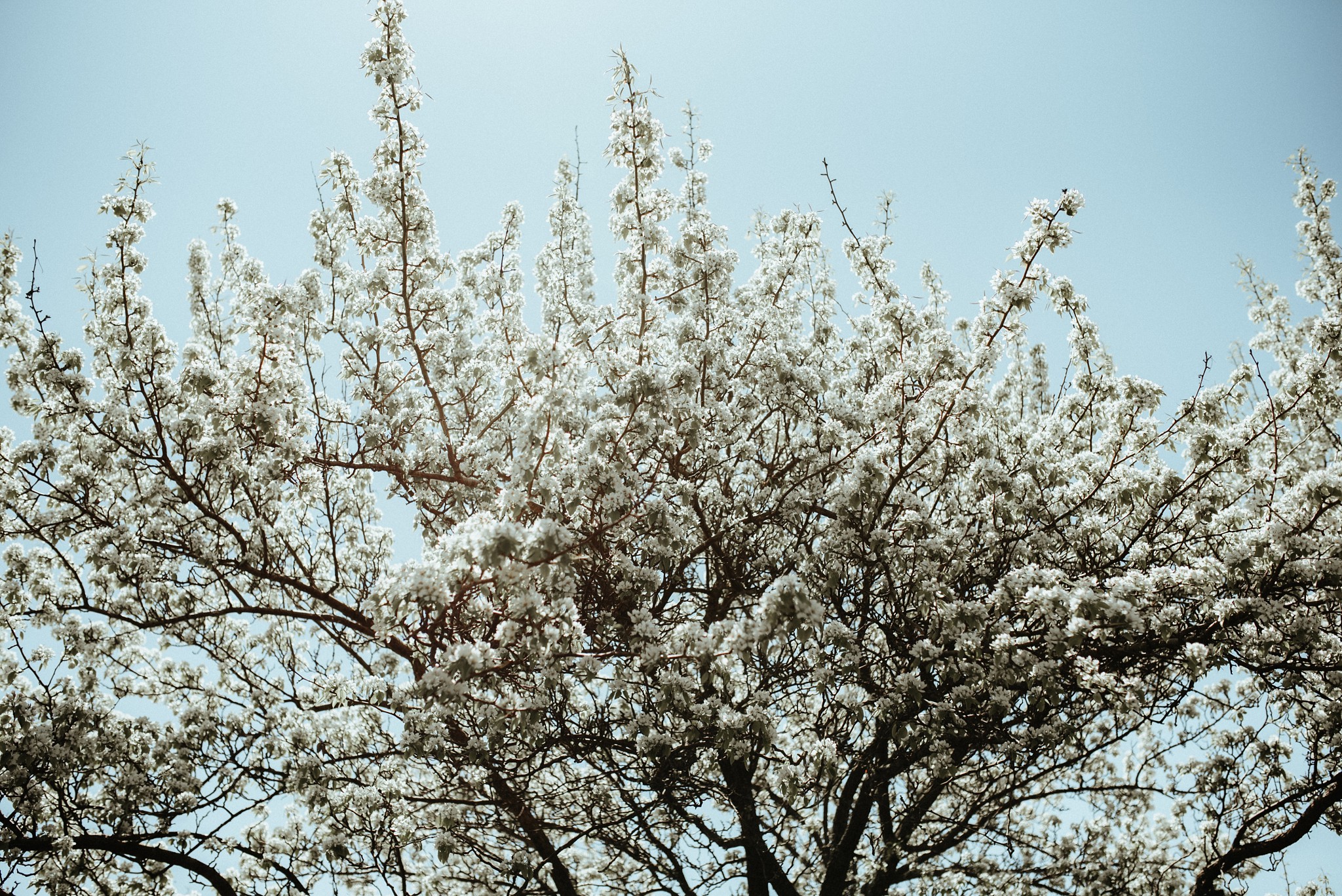 Spring apple blossoms against a blue sky.