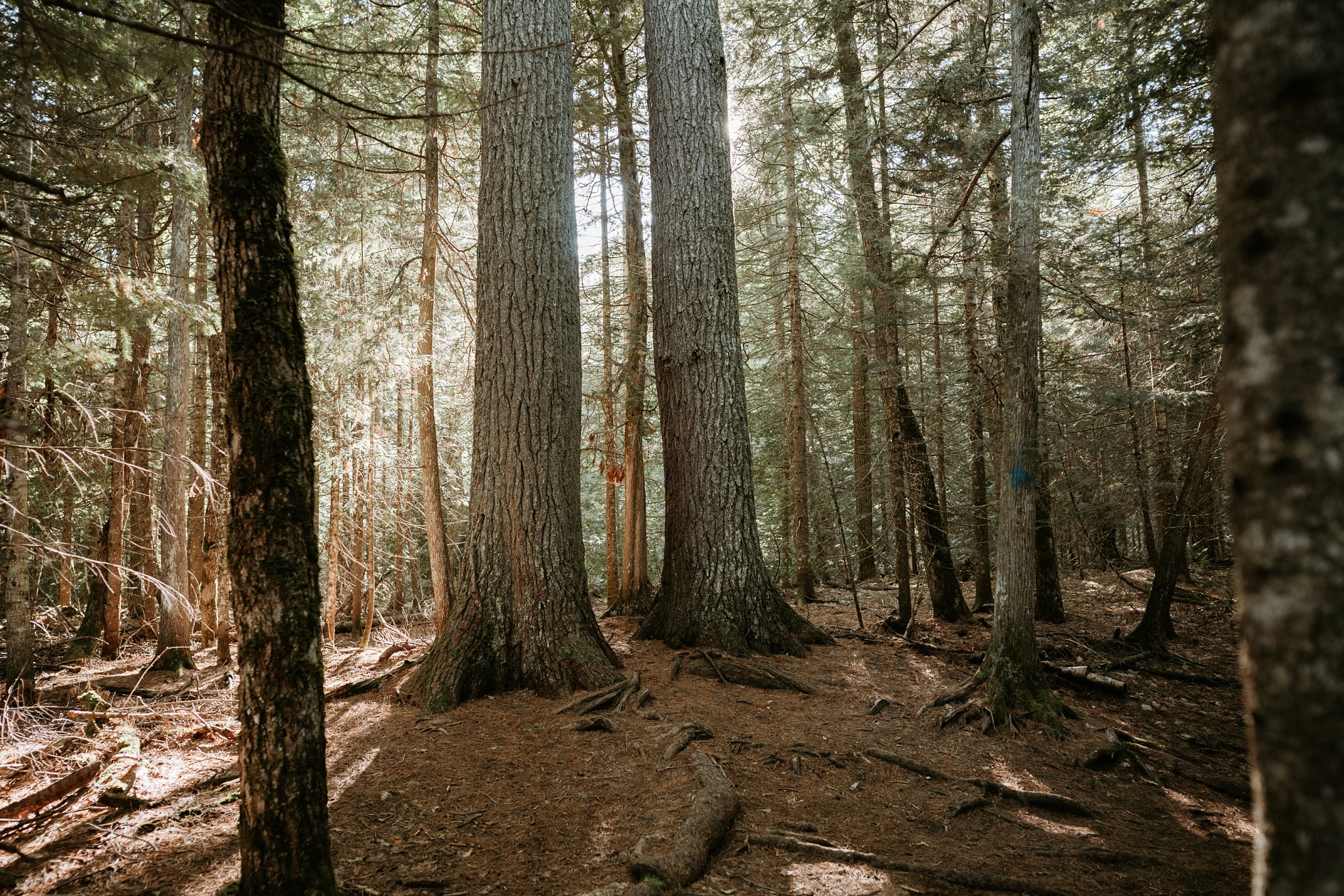 Enchanted Estivant Pines in Copper Harbor