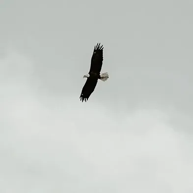 A Bald Eagle flying.