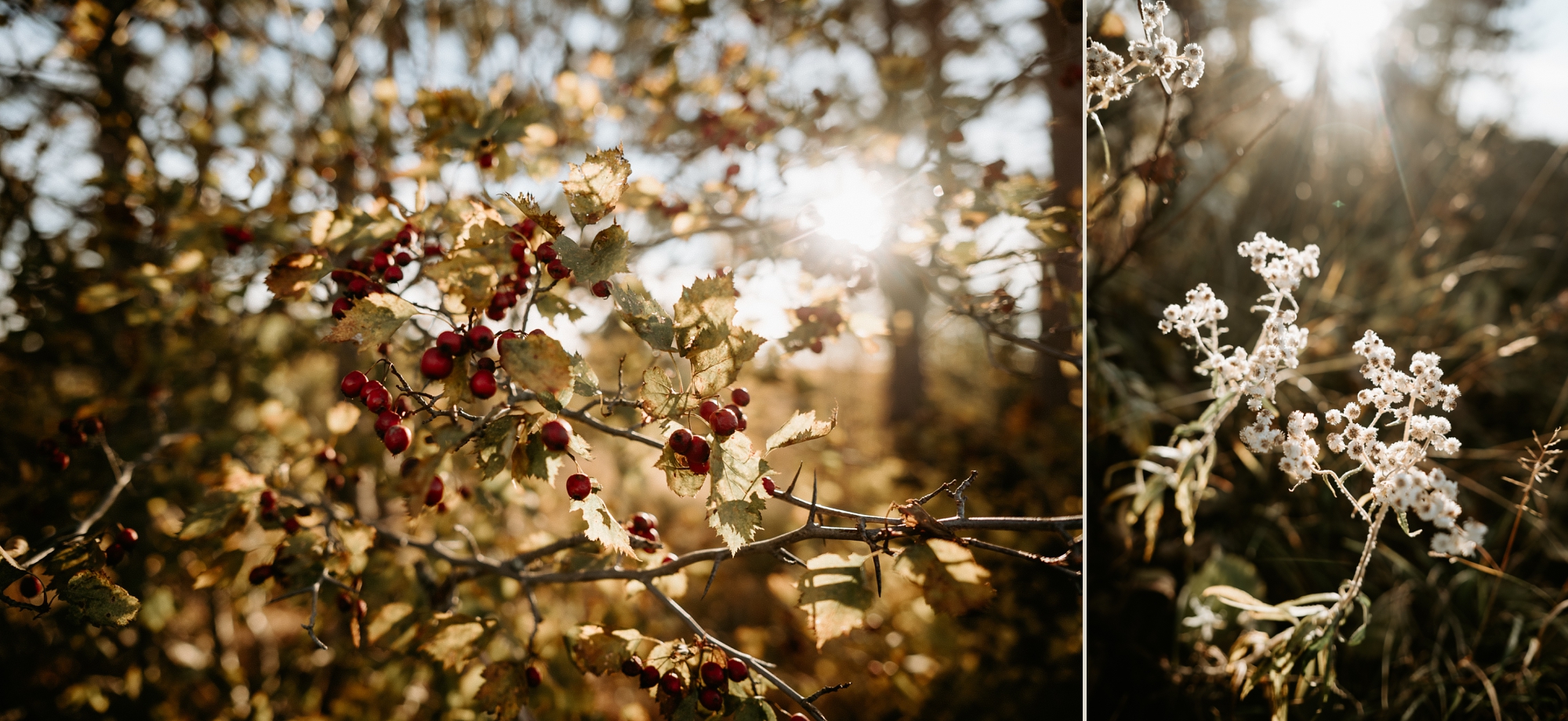 Autumn foliage with warm sun filtering through.